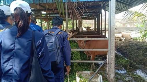 Vaccination for Foot and Mouth Disease (FMD) in Batuan Village with Students from the Faculty of Veterinary Medicine, Udayana University and the Gianyar Regency Agriculture Office